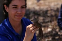 Aline Gibson Vega and a Western Grasswren at Hamelin Station Reserve.
