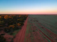 Aerial view of Eurardy Reserve showing the stark contrast between healthy woodland on the left and the bare, recently-ploughed revegetation site on the right.