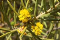 A sprig of endangered Purple-wood Wattle bearing a small cluster of flowers and buds surrounded by thick spines.