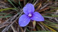 A Purple-flag Iris flower, violet with three petals forming a rough triangle shape, dotted with droplets of water.