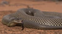 A Mulga Snake, a large snake with black-tipped brown scales, curled up on the ground with its head raised and its long, forked tongue extended.