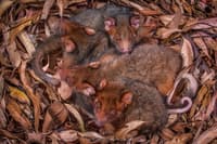 Four Eastern Ringtail Possum joeys, tiny, red-brown mammals with thick fur, long, curling tails, and big, brown eyes, huddle together in a nest of dry leaves.