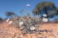 An Arckaringa Daisy, a small plant with grey-green leaves and pale purple daisy-like flowers, grows out of stony, orange ground that is otherwise bare of plants.