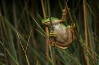 Green Tree Frog.