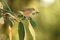 A Silvereye, a tiny, greenish-yellow bird with a bright white ring around its eye.