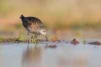 A Sharp-tailed Sandpiper, a shorebird with long legs and mottled brown and white feathers, looks for food in the shallows at Hamelin Station Reserve.