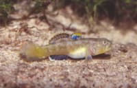 An Edgbaston Goby, a tiny, semi-translucent fish with blue-and-yellow fins, rests on the bottom of an artesian spring.