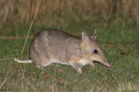 An Eastern Barred Bandicoot, a cat-sized mammal with a short legs, a long, pointed face ending in a shiny pink nose, and three tan stripes banding its rump.
