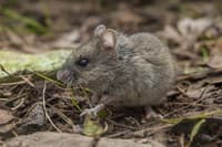A New Holland Mouse, a tiny mouse with thick, brown fur, sits up on its hind legs amongst the leaf litter.