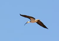 Straw necked Ibis glides over Pilungah Reserve, Queensland.