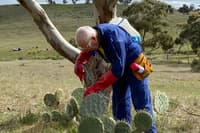 Bush Heritage volunteer Jack, a white-haired older man, injects herbicide into Wheel Cactus in Central Victoria.