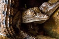 Freshwater crocodile (Crocodylus johnsoni) hatchlings, Lake Argyle, Western Australia. Photo by Bruce Webber