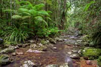 Repentance Creek, Nightcap National Park, New South Wales. Photo by Bruce Webber