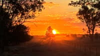 A vivid orange sky at sunset with sun just behind a tree.
