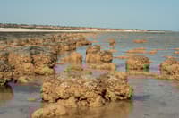 Stromatolites of Hamelin Pool. Photo Jiri Lochman/Lochman Transparencies.