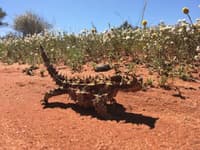 A Thorny Devil at Bon Bon. Photo Kate Taylor.