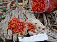 Wattle seeds at Monjebup Reserve.