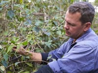 Reserve Manager Paul Hales inspects Siam flowers.