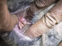 A Flashjack joey in the pouch. Photo Annette Ruzicka.