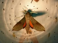 Hippotion scrofa moth. Photo Suzi Bond.