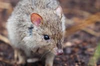 An Eastern Bettong. ©Sandy Kuiper/Flickr.
