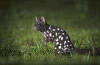 An Eastern Quoll. Photo Sean Crane.
