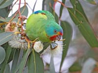 Swift Parrot. Photo Chris Tzaros/Birds, Bush and Beyond.