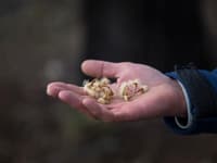 A handful of eucalypt seeds that will help us ensure ongoing woodland habitat. Photo Annette Ruzicka.