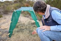 Bush Heritage ecologist Angela Sanders inspects a specially-designed wallaby tunnel. Photo by Amelia Caddy.