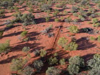 An aerial view of the pitfall trap line set up at Bon Bon Station.