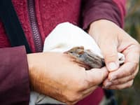 A Honey Possums have returned to restored areas. Photo William Marwick.