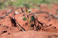 A seedling in the red soil of Eurardy Reserve.
