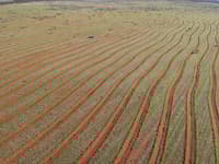 Rip lines ready for revegetation on Bush Heritage's Eurardy Reserve, WA.
