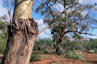 York Gum Trees on Eurardy.