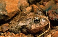 A Burrowing Frog blending in with its surroundings.