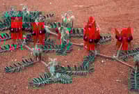 Sturt's Desert Pea growing in red, sandy soil.