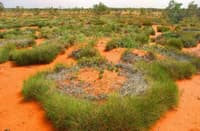 Clumps of Spinifex grass in sandy soil.