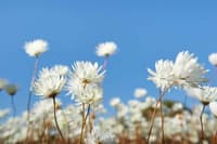 White everlastings photographed during the 2018 wildflower season on Charles Darwin.
