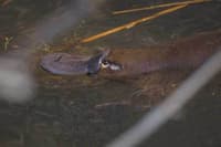 A Platypus photographed during the recent surveys on Scottsdale Reserve. Photo Richard Taylor.