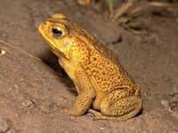 A Cane Toad, a large toad covered in tiny bumps.