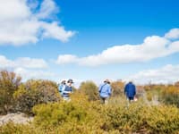 Surveying revegetation on Monjebup North Reserve.