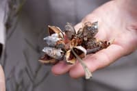 The hard, woody seedheads of a Hakea plant.