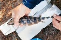 A Western Blue-tongue Lizard captured during fauna surveys on Monjebup Reserve, WA.