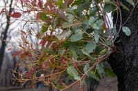 Epicormic shoots create a burst of new stems and leaves from the trunk of a burnt eucalypt.