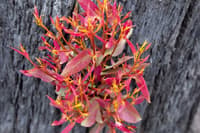 Epicormic growth causes new stems and leaves to shoot forth from under the bark of a gum tree on Burrin Burrin Reserve.