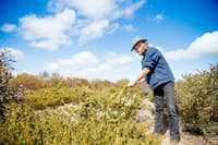 Bush Heritage Healthy Landscape Manager Simon Smale examines a young plant on Monjebup North Reserve, WA.