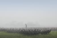 A farmer stands among hundreds of sheep on a misty day at Kingston Farm.