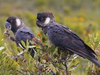 Two Carnaby's Cockatoos, large, black parrots, feed off the seedheads of a Banksia tree.