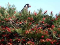 Carnaby's Black Cockatoo on Grevillea tetragonoloba at Beringa Reserve.