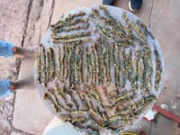 63 large, dead centipedes laid out on a tray at Bon Bon Station Reserve, South Australia.